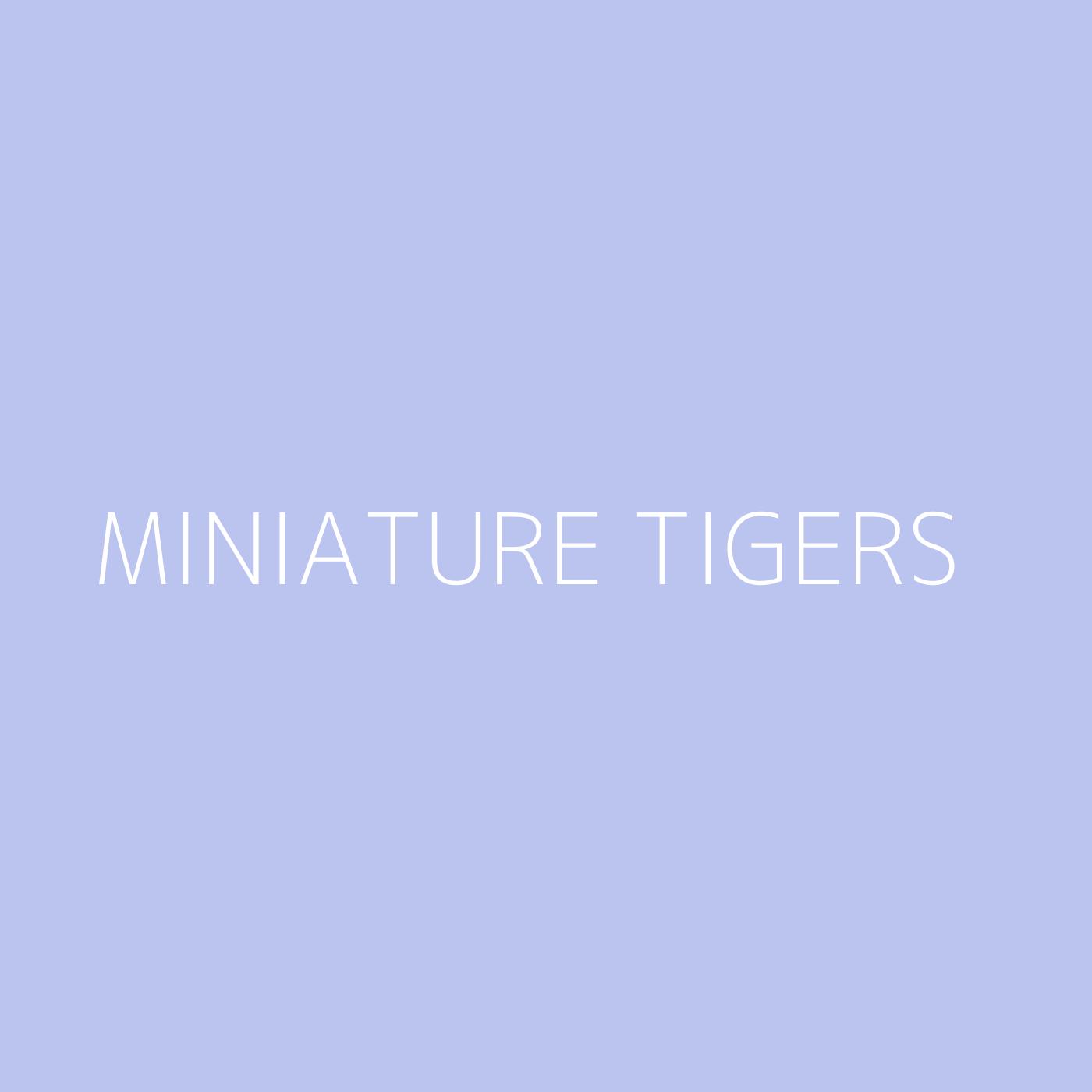 Miniature Tigers Playlist Artwork